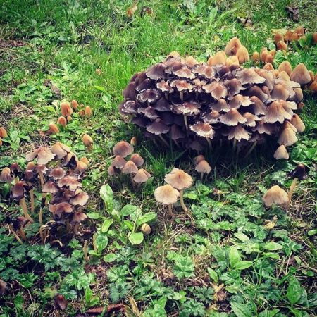 Ooh, mushrooms.